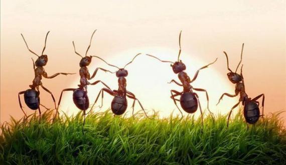 همکاری بسیار جالب مورچه ها در حمل غذا + فیلم 