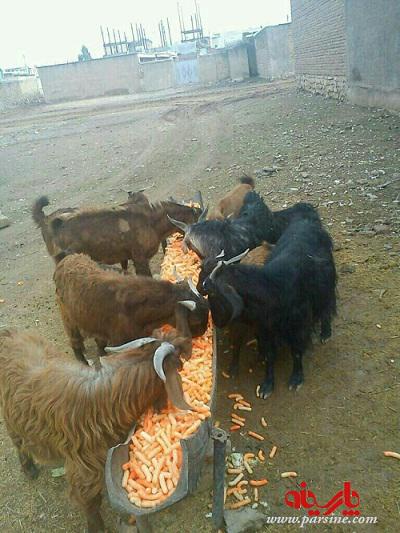 بزهای پفک خور ! /عکس