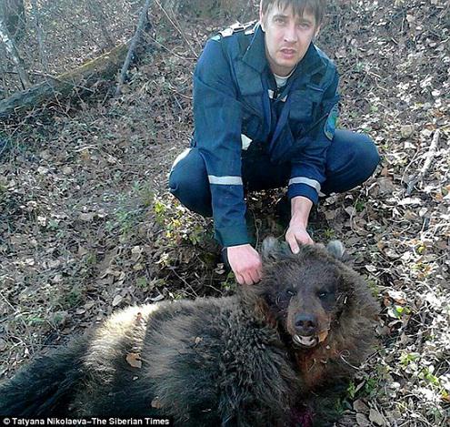 خرس‌ یک زن را خورد دیگری را دفن کرد + تصاویر