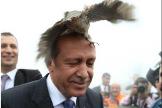 پرنده‌ای که روی سر اردوغان نشست +عکس 