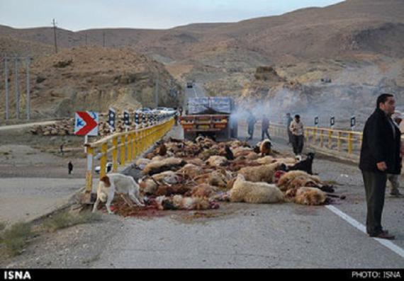 تصاویر/ تریلر ۷۰ گوسفند را کشت 