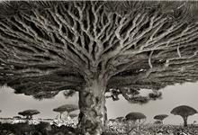 قدیمی‌ترین درختان جهان+تصاویر