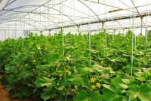 تولید 2 هزار تن انواع محصولات سبزی و صیفی جات در گلخانه های کبودراهنگ 