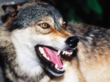 هشدارمحیط زیست به حمله گرگ در استان