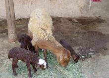 ايجاد دو سايت الگويی براي اصلاح نژاد گوسفند مهربان 
