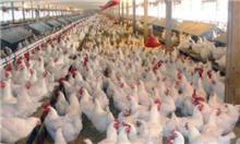 نگرانی برای تأمین مرغ بازار عید در همدان وجود ندارد