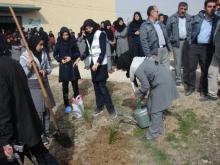 کاشت یک هزار اصله نهال در روستای سردار آباد کبودراهنگ