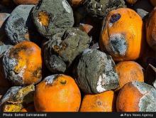 پرتقال های فاسد شده حاصل دسترنج مدیریت غلط/ چندین هزار تن پرتقال دسترنج کشاورزان از بین رفت