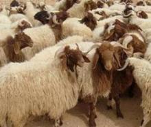  ورود عشایر به همدان در کاهش قیمت گوشت تاثیر نگذاشته است