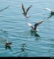 لذت آبتنی پرندگان مهاجر در شیرین سو