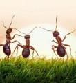 همکاری بسیار جالب مورچه ها در حمل غذا + فیلم 