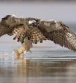 مشاهده عقاب ماهیگیر در تالاب شیرین سو