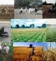 بهره برداری از 10 پروژه کشاورزی در کبودراهنگ