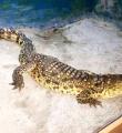 نگهداری غیرمجاز تمساح در موزه تاریخ طبیعی همدان