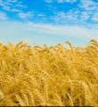خريد 22 هزار تن گندم در تعاون روستايي کبودراهنگ