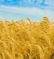 خرید ۵۰ هزار تن گندم از کشاورزان کبودراهنگ