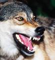 علت حمله گرگها در همدان کشف شد