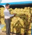 خرید توافقی 3 هزار و 450 تن محصولات کشاورزی در کبودراهنگ