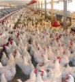 نگرانی برای تأمین مرغ بازار عید در همدان وجود ندارد