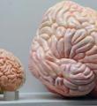 رابطه بین اندازه مغز و موفقیت