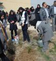 کاشت یک هزار اصله نهال در روستای سردار آباد کبودراهنگ