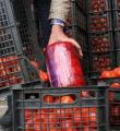  جاسازی 74 کیلوگرم تریاک زیر بار گوجه فرنگی