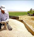 خرید بیش از 52 هزار تن گندم مازاد بر نیاز کشاورزان در کبودراهنگ