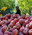 سیب دماوند با واردات سیب فرانسه به خوراک دام تبدیل می شود