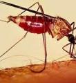 خطر بازگشت «مالاریا» در کانون‌های پاک در ایران