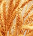خرید تضمینی 6 هزار تن گندم در کبودراهنگ 