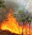  زخم آتش بر قلب محیط زیست
